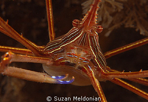 Yellow Line Arrow Crab by Suzan Meldonian 